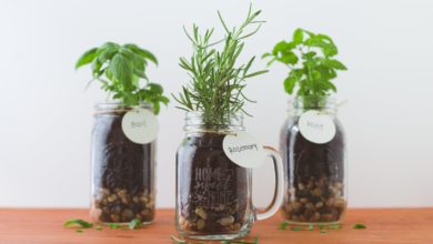 Make your kitchen windowsill an herb garden
