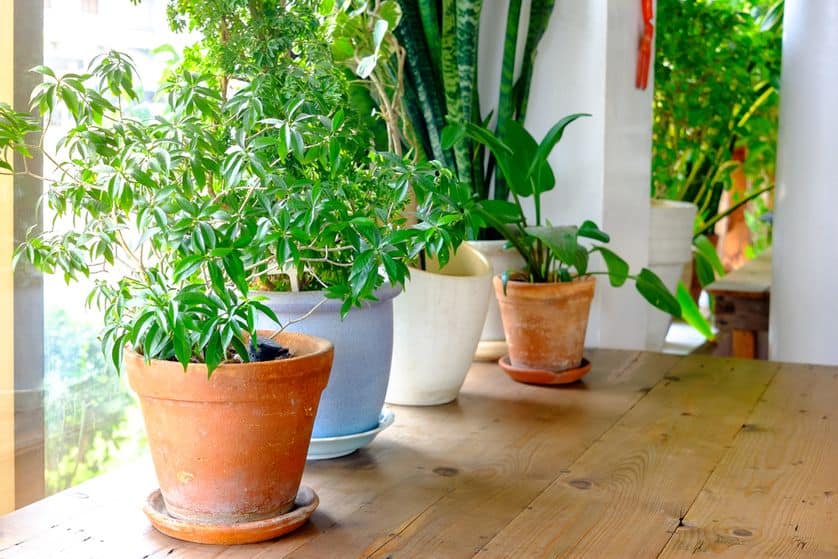 How to protect your indoor flowers in winter
