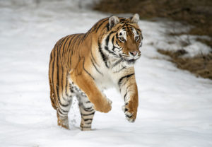 Siberian Tigers